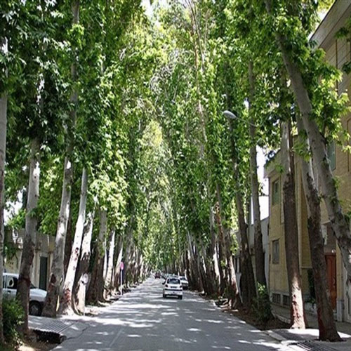 زیباترین خیابان اصفهان-عباس آباد